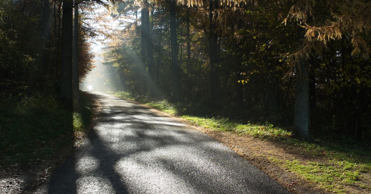 Caminho entre árvores com a luz do sol